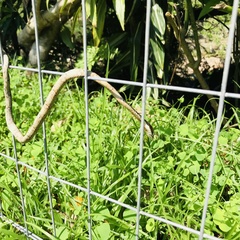Thelotornis capensis capensis