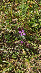 Gentianella campestris