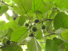 Croton guatemalensis