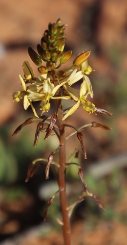 Bulbine navicularifolia