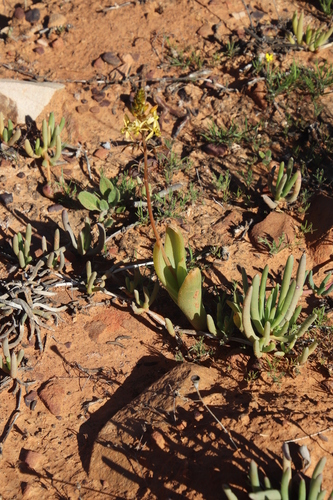 Bulbine navicularifolia