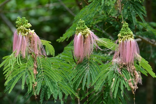 Calliandra calothyrsus
