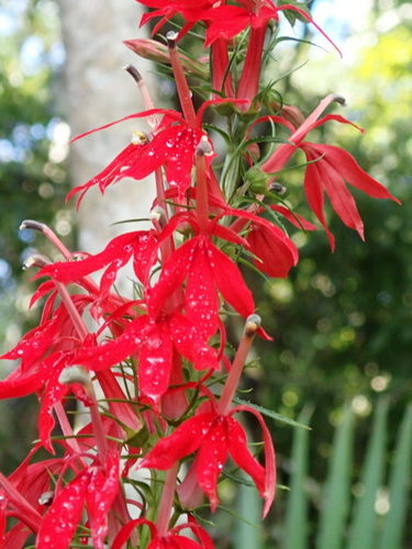Lobelia image