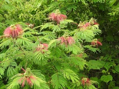 Calliandra houstoniana calothyrsus
