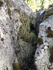 Cladonia verruculosa