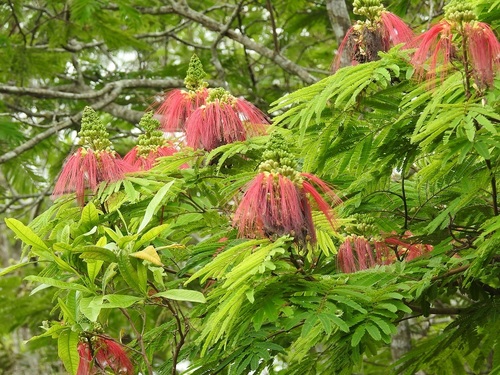 Calliandra calothyrsus