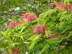 Calliandra houstoniana calothyrsus