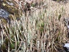 Cladonia ecmocyna