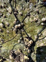 Emplectonema gracile