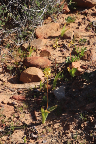 Bulbine navicularifolia