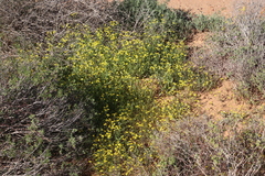 Senecio abruptus