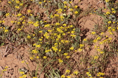 Senecio abruptus