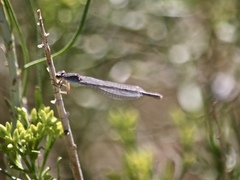 Ischnura perparva