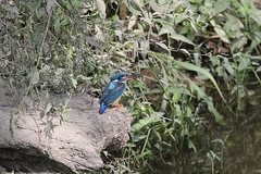 Alcedo atthis hispidoides