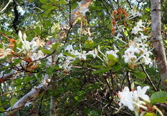 Rhododendron serrulatum