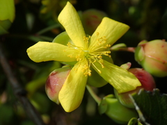 Davilla elliptica
