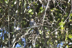 Melipotes fumigatus