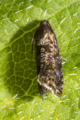 Grapholita janthinana