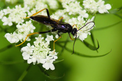 Exetastes suaveolens