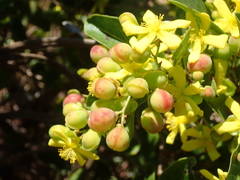 Davilla elliptica