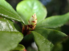 Rhododendron serrulatum