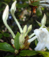 Rhododendron serrulatum