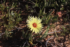 Cephalophyllum pillansii