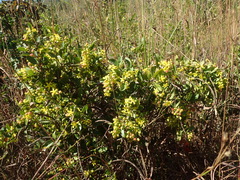 Davilla elliptica