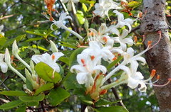 Rhododendron serrulatum