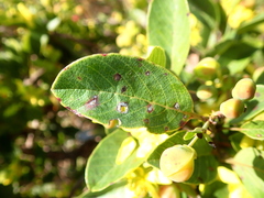 Davilla elliptica