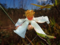 Kielmeyera rubriflora