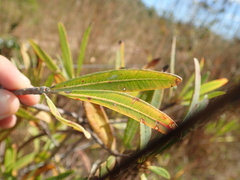 Kielmeyera rubriflora
