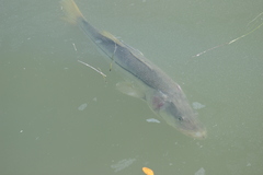 Centropomus undecimalis