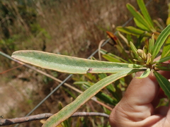 Kielmeyera rubriflora