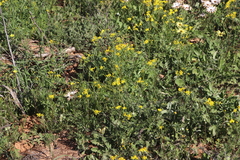 Senecio abruptus