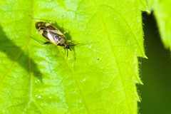 Plagiognathus obscurus