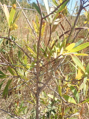 Kielmeyera rubriflora