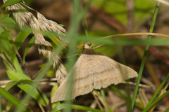Phalaenostola eumelusalis
