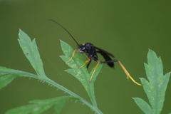 Exetastes suaveolens