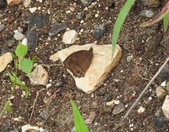 Pindis squamistriga