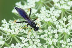 Exetastes suaveolens