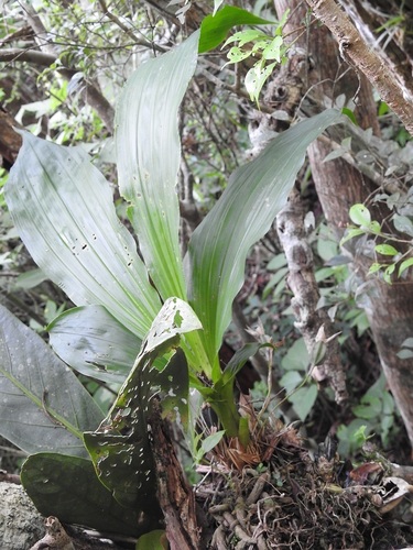 Lycaste aromatica, photograph 4
