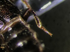 Gyrohypnus angustatus