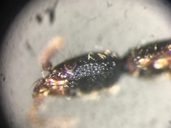 Gyrohypnus angustatus