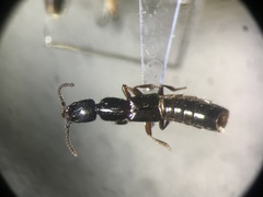 Gyrohypnus angustatus