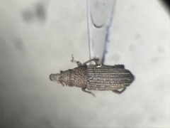 Dryophthorus americanus