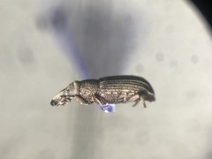 Dryophthorus americanus