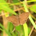 Timochreon doria - Photo (c) Lepidoptera Colombiana 🇨🇴, osa oikeuksista pidätetään (CC BY-NC), lähettänyt Lepidoptera Colombiana 🇨🇴