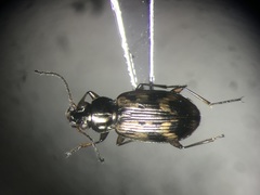 Bembidion versutum