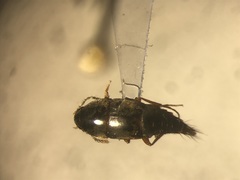 Sepedophilus testaceus
